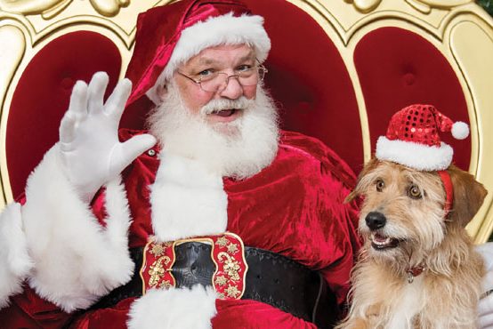 Santa pet photography