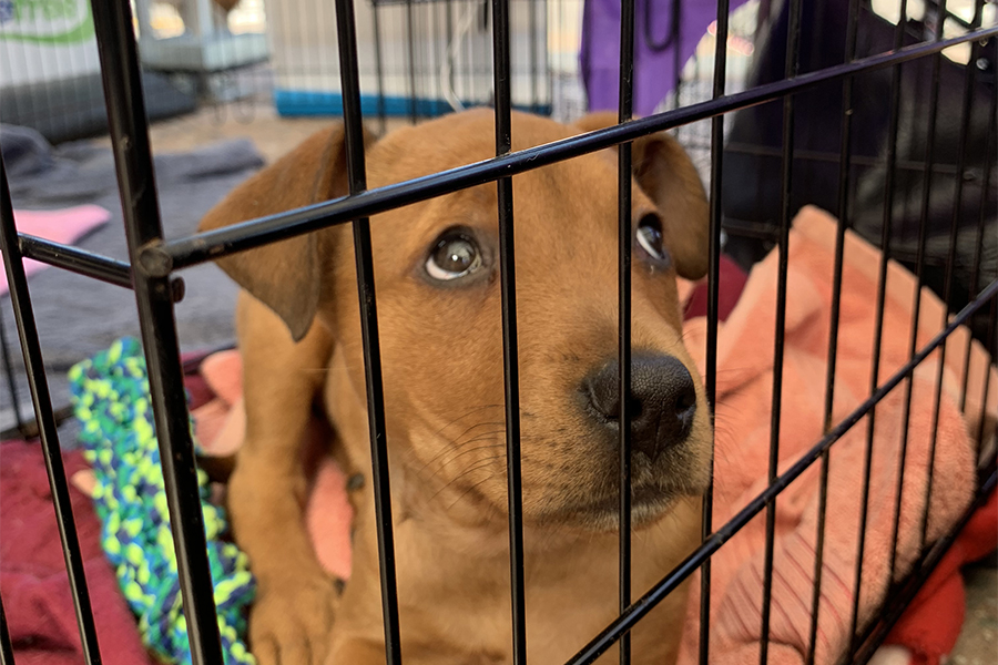 Dog Adoption Day at Botany Town Centre