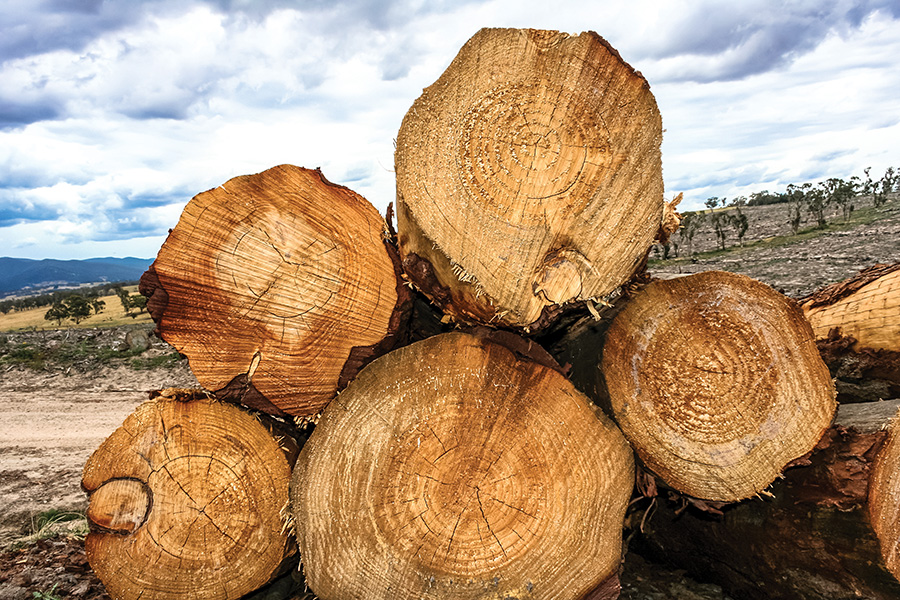 The Materials Shift, choose life in the Timber Age