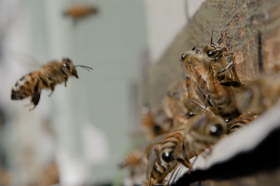 Honeybees create a buzz at Ripley Town Centre