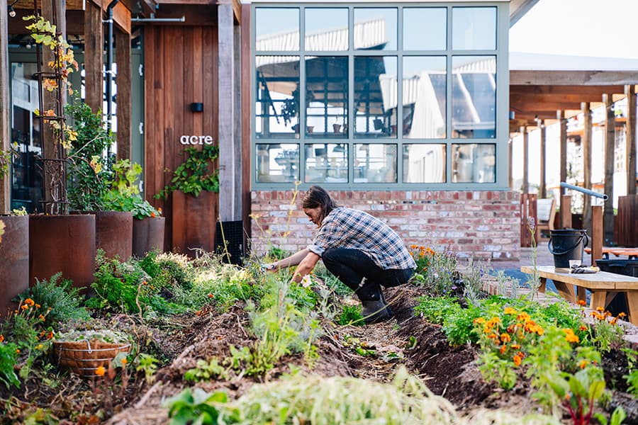 Burwood Brickworks donating urban farm produce